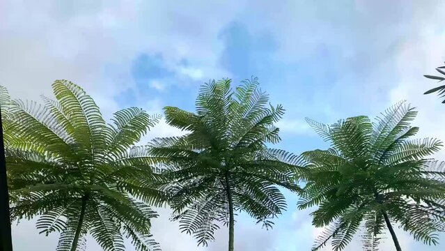 Coconut palm trees bottom view. Green palm tree on blue sky background. View of palm trees against sky. Beach on the tropical island. Palm trees at sunlight. Shot on Gimbal high quality