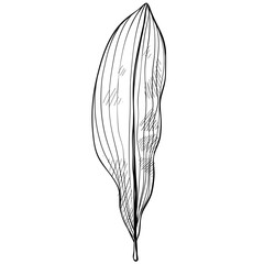 palm leaves hand drawn