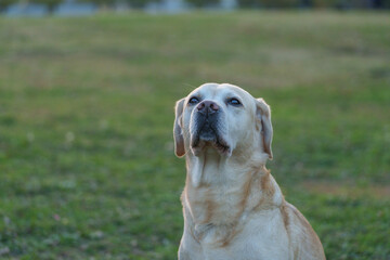ラブラドール レトリーバー labrador retriever 大型犬