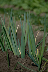 健康的なネギの野菜