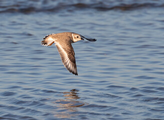 The piping plover (Charadrius melodus) in flight, Galveston, Texas