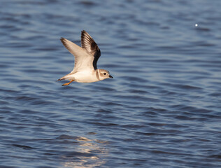 Fototapeta premium The piping plover (Charadrius melodus) in flight, Galveston, Texas