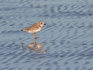The piping plover (Charadrius melodus) in Galveston, Texas