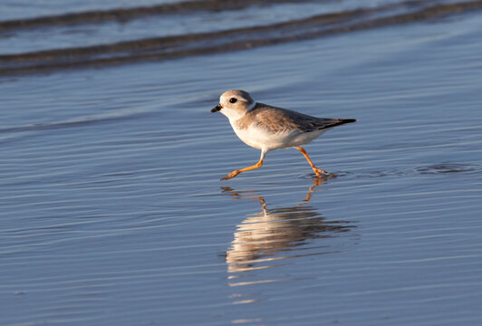 The piping plover (Charadrius melodus) running over water, Galveston, Texas