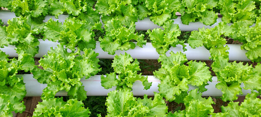 Green leaf lettuce farm that plant as hydroponics method. Hydroponic of lettuce farm growing in greenhouse