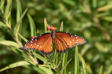 The queen butterfly (Danaus gilippus) feeding on red flowers, Galveston, Texas, Moody Gardens