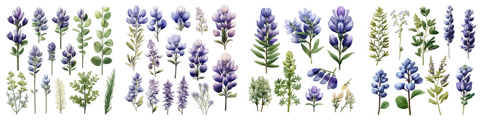 Baptisia  Flower Set Concept Props For Icon Designing Hyperrealistic Highly Detailed Isolated On Transparent Background Png File