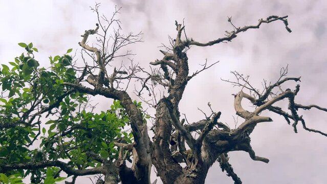 Beautiful Time-lapse Shot Of Green Tree In Forest Under Cloudy Sky