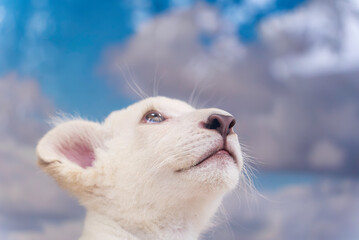 Fototapeta premium 空を見つめるホワイトライオンのの赤ちゃん