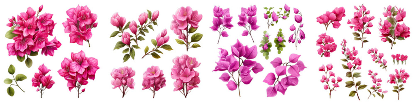 Bougainvillea  Flower Set Concept Props For Icon Designing Hyperrealistic Highly Detailed Isolated On Transparent Background Png File