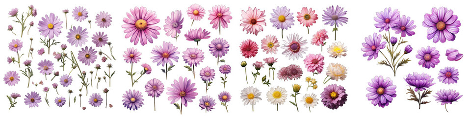 Brachyscome  Flower Set Concept Props For Icon Designing Hyperrealistic Highly Detailed Isolated On Transparent Background Png File