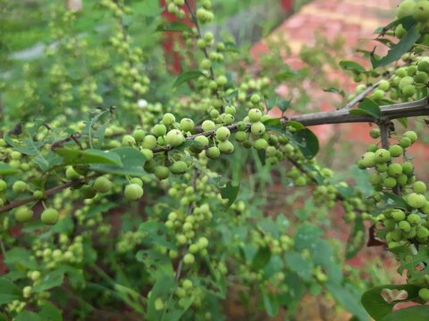 Commiphora wightii plant.  Guggul plant.