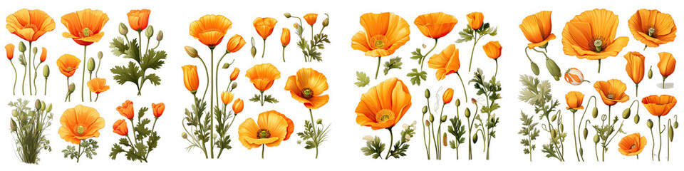 California Poppy  Flower Set Concept Props For Icon Designing Hyperrealistic Highly Detailed Isolated On Transparent Background Png File - obrazy, fototapety, plakaty