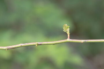 誕生・芽吹きイメージ　コピースペース