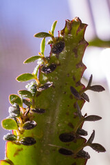 Snail on a green leaf during the monsoons on a green leaf during the monsoonsin garden. Burgundy snail, edible snail or escargot, is a species of large, edible, air-breathing land snail
