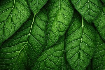 Green leaf background close up view. Nature foliage abstract of leave texture for showing concept of green business and ecology for organic greenery and natural product background