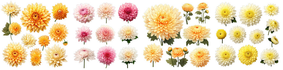 Chrysanthemum  Flower Set Concept Props For Icon Designing Hyperrealistic Highly Detailed Isolated On Transparent Background Png File
