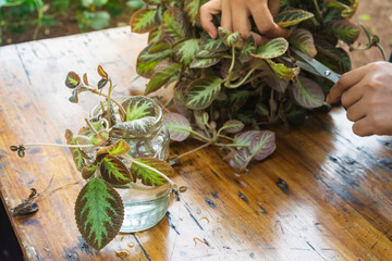 home gardening, man water propagating house plant begonia variety, snipping the stem and partially...
