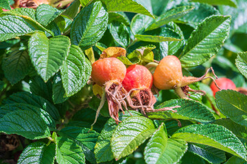 Autumn or summer nature background with rose hips branches in the sunset light. The rose hip or rosehip, also called rose haw