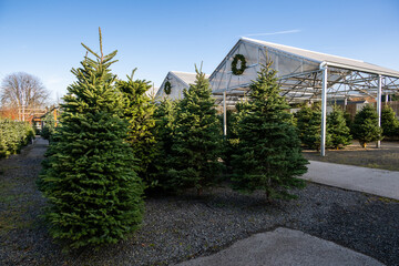Outdoor Christmas tree lot with sheared fresh cut trees on display for sale, sunny winter day
