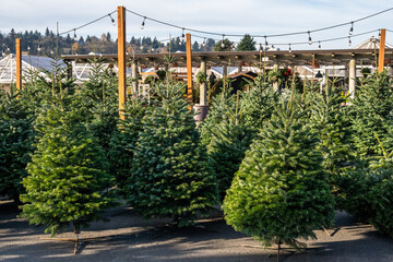 Outdoor Christmas tree lot with sheared fresh cut trees on display for sale, sunny winter day  © knelson20
