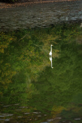 水面の中で獲物を狙うサギ