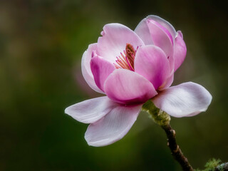 Magnolia flower isolated in dark background, spring flower, blooming trees