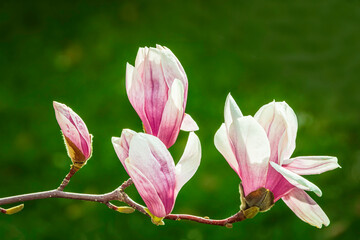 Close-up of a pink magnolia flowers on a twig, on a green  blurred natural background