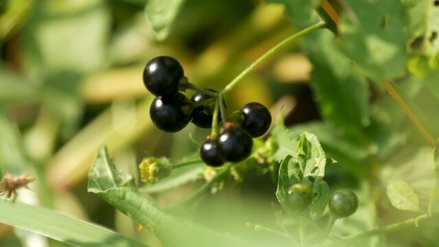 black nightshade also known as Solanum nigrum. A species of flowering plant in the nightshade family (Solanaceae)