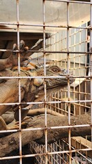 Iguana is kept in cages for tourists to visit. This reptile with a rugged appearance, quite similar to a prehistoric dinosaur, has attracted a lot of attention and love from many people.