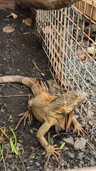 Iguana is kept in cages for tourists to visit. This reptile with a rugged appearance, quite similar to a prehistoric dinosaur, has attracted a lot of attention and love from many people.