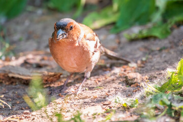 Common chaffinch, Fringilla coelebs, sits on the ground in spring. Common chaffinch in wildlife.