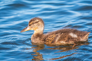 Cute little duckling swimming alone in a lake or river with calm water