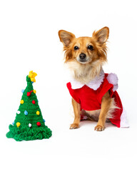 Cute long hair blond chihuahua in christmas costume next to a christmas tree on white background