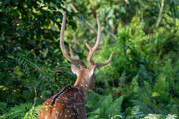 Spotted Deer in the Jungle