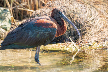 The glossy ibis, latin name Plegadis falcinellus, searching for food in the shallow lagoon.