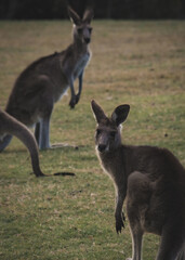 kangaroo and baby