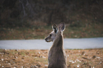 kangaroo