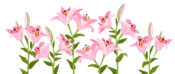 pink lilies, vector drawing flowers at white background, hand drawn botanical illustration