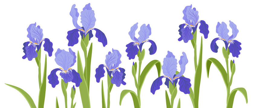 iris, vector drawing flowers at white background, hand drawn botanical illustration
