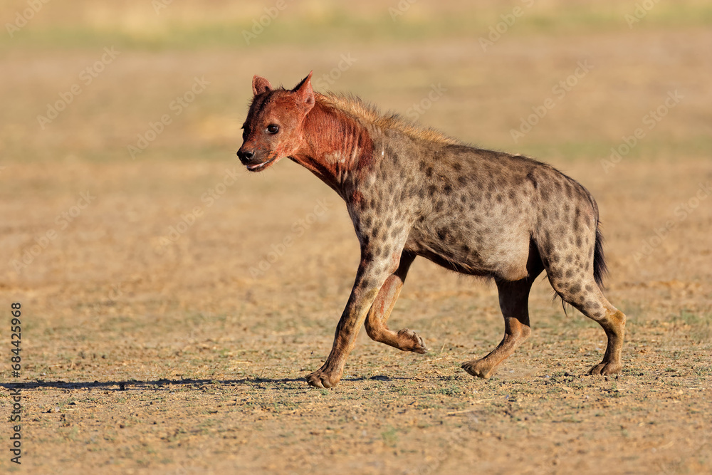 Wall mural a blood covered spotted hyena (crocuta crocuta) after feeding, kalahari desert, south africa.