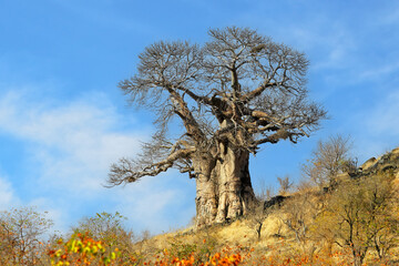 Large baobab tree during the dry season, Kruger National Park, South Africa.