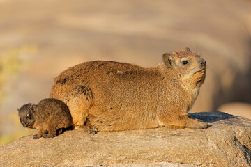 A rock hyrax (Procavia capensis) with small pup basking on a rock, Augrabies Falls National Park, South Africa.