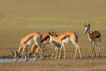 Springbok antelopes (Antidorcas marsupialis) at a waterhole, Kalahari desert, South Africa. - obrazy, fototapety, plakaty
