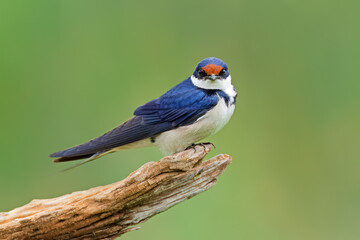 White-throated swallow (Hirundo albigularis) perched on a branch, South Africa.
