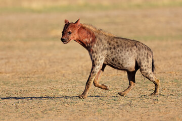 Obraz premium A blood covered spotted hyena (Crocuta crocuta) after feeding, Kalahari desert, South Africa.