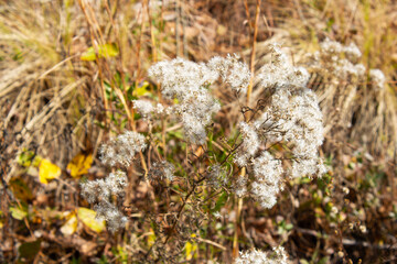 Snakeroot amongst reeds