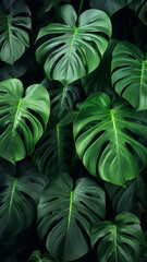 Obraz na płótnie Canvas Monstera Philodendron leaves