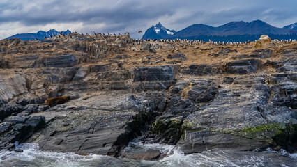 Many cormorants settled on a rocky island in the Beagle Channel. The sea lion is resting on the cliff slope. Waves are foaming on the rocks. A mountain range against a cloudy sky. Isla de los lobos. 
