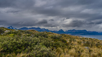 Typical vegetation of southern Patagonia. Wildflowers, stunted bushes, yellowed grass grow on the island in the Beagle Channel. A plant endemic to South America is visible - Azorella compacta yareta.